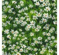 MEADOW DAISY