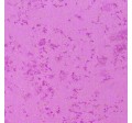 Fairy Frost (pearlized metallic)