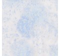 Fairy Frost