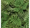 FERN FROLIC
