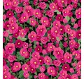 HOLLYHOCKS
