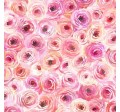 PERFECT ROSES