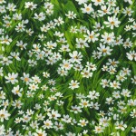 COLOR: GREEN
