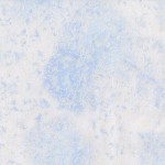 Fairy Frost