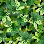 GARDEN LEAVES
