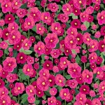 HOLLYHOCKS ON MINKY