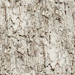 TREE BARK
