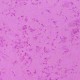 Fairy Frost (pearlized metallic)