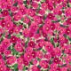 HOLLYHOCKS ON MINKY